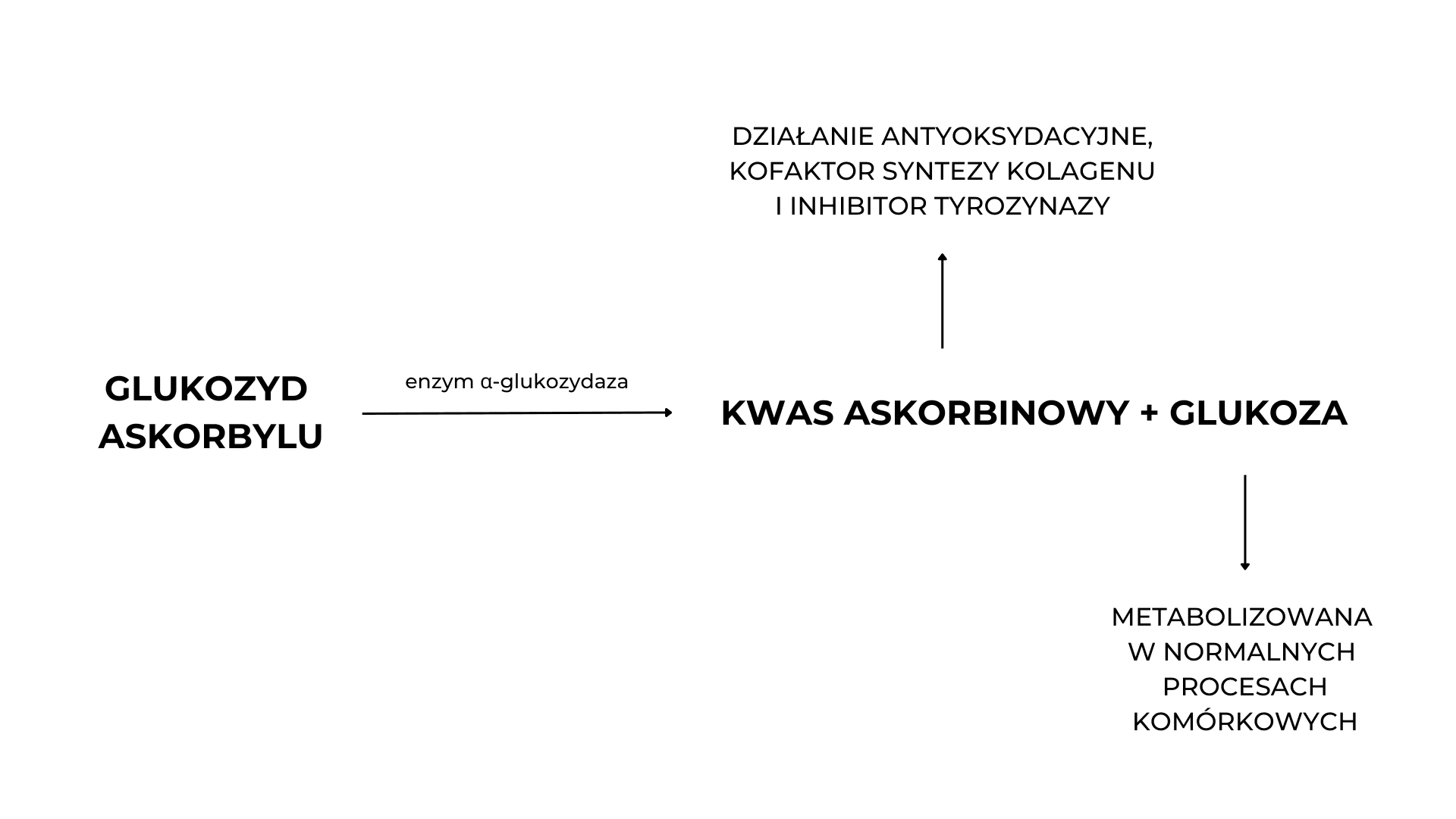 Diagram pokazujący działanie witaminy C.