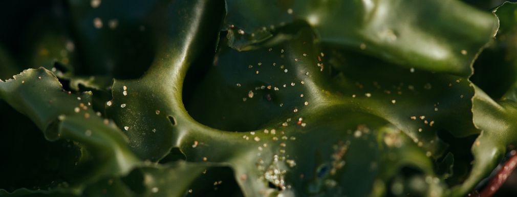 Grafika dla artykułu Naturalne kosmetyki z alg