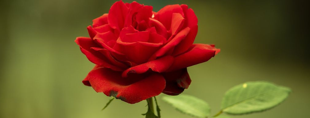 Grafika dla artykułu Róża w kosmetykach naturalnych - sklep pełen zapachów